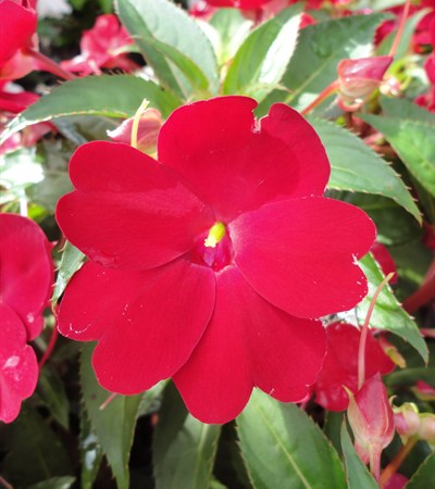 New Guinea Impatiens SunPatiens® Compact Red